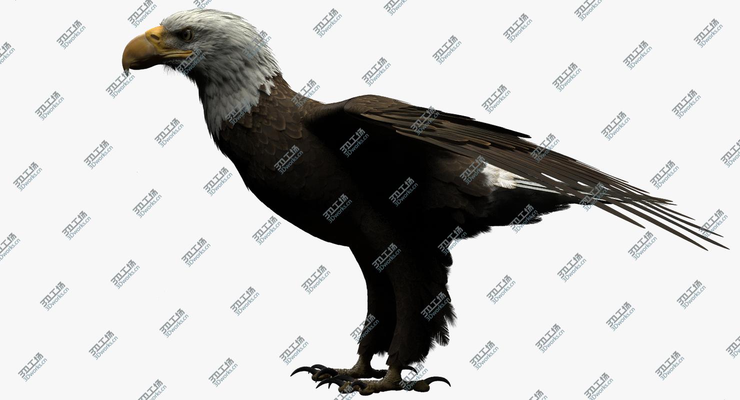 images/goods_img/202104094/3D model American Bald Eagle/2.jpg